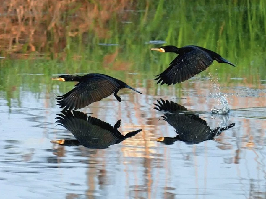 vakantiepark hoge hexel natuur vakantiepark hoge hexel natuur